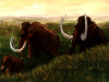 Mammoths zoom